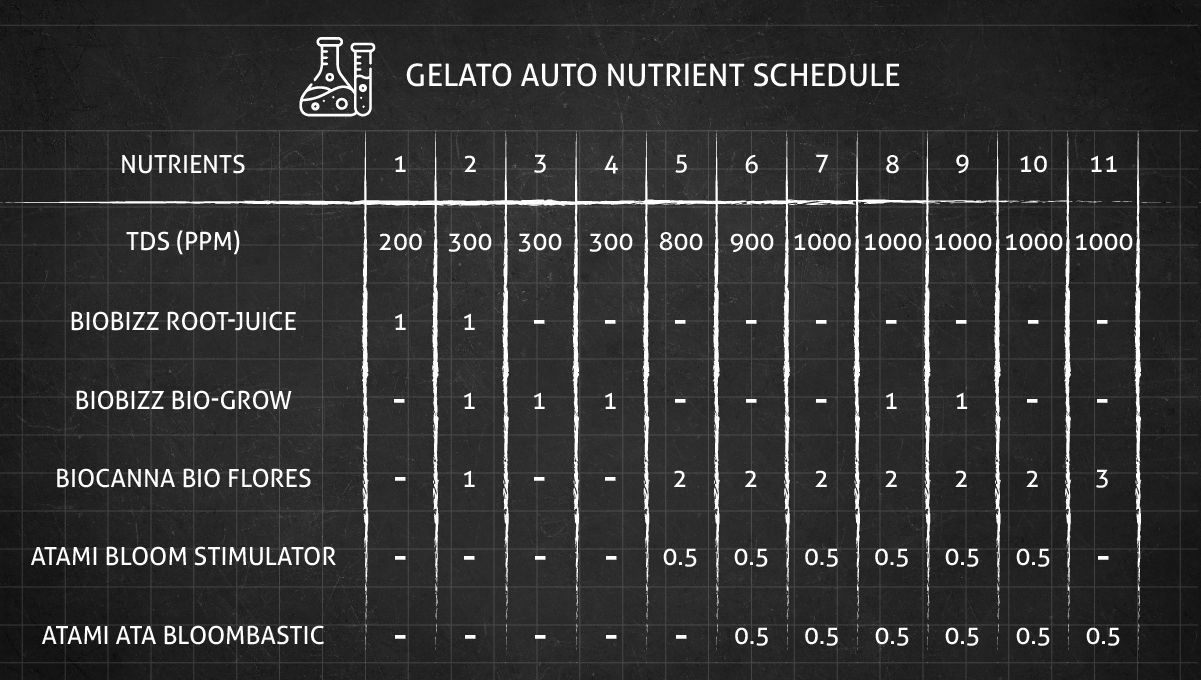 Gelato Auto Cannabis Strain Week-by-Week Guide: Feeding schedule - Weeks 1-11