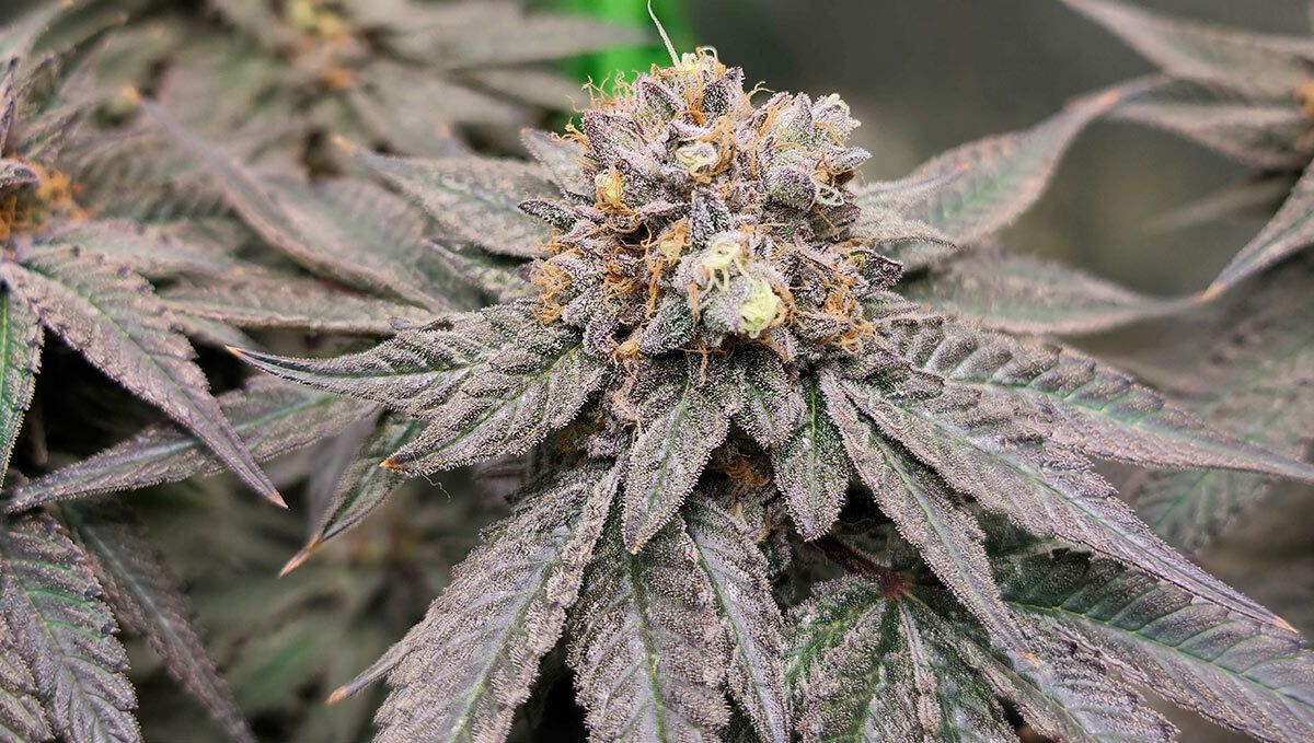 Papaya Sherbet