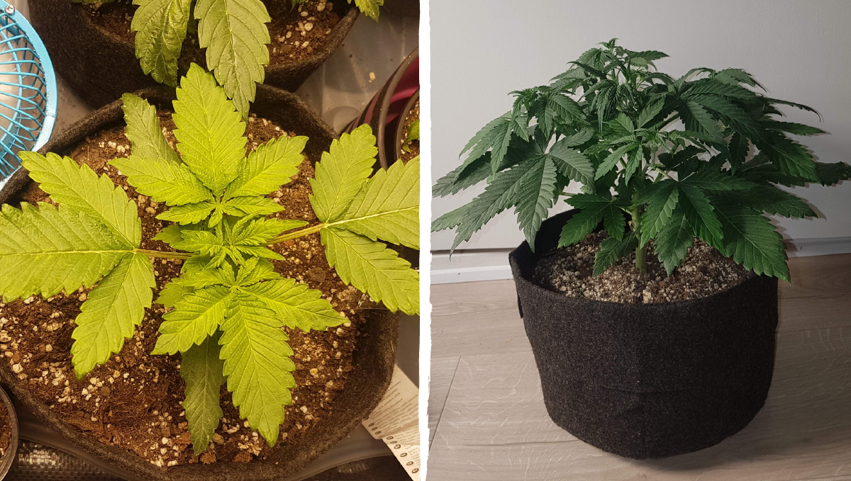 Bruce banner auto cannabis strain: mid veg | weeks 3-4