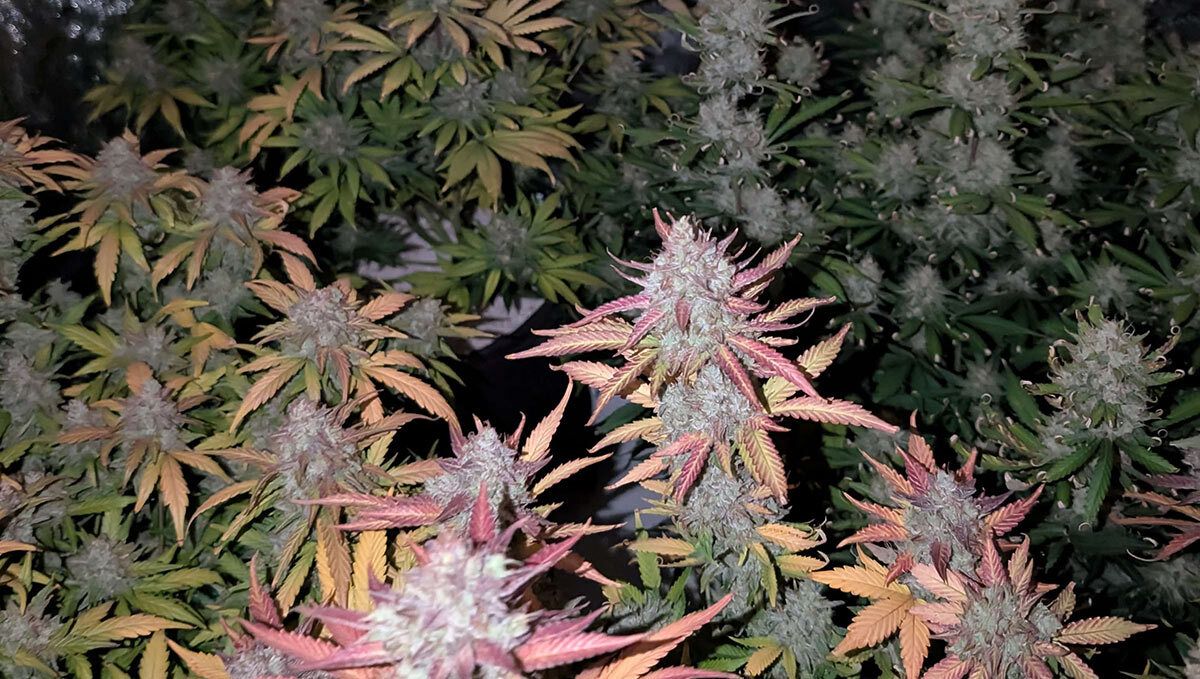 Gorilla Cookies Auto