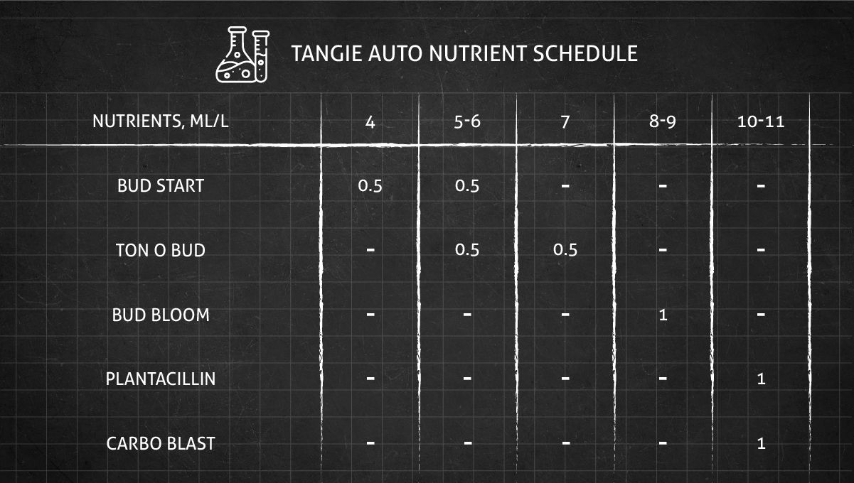 Tangie Auto cannabis strain: flower booster chart