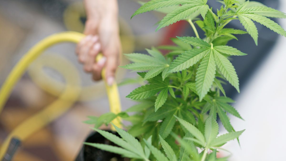 The ultimate guide to watering your plants plants: Watering schedule and adjustments