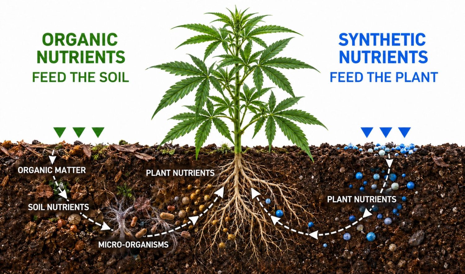 How much do autoflowers yield: nutrients
