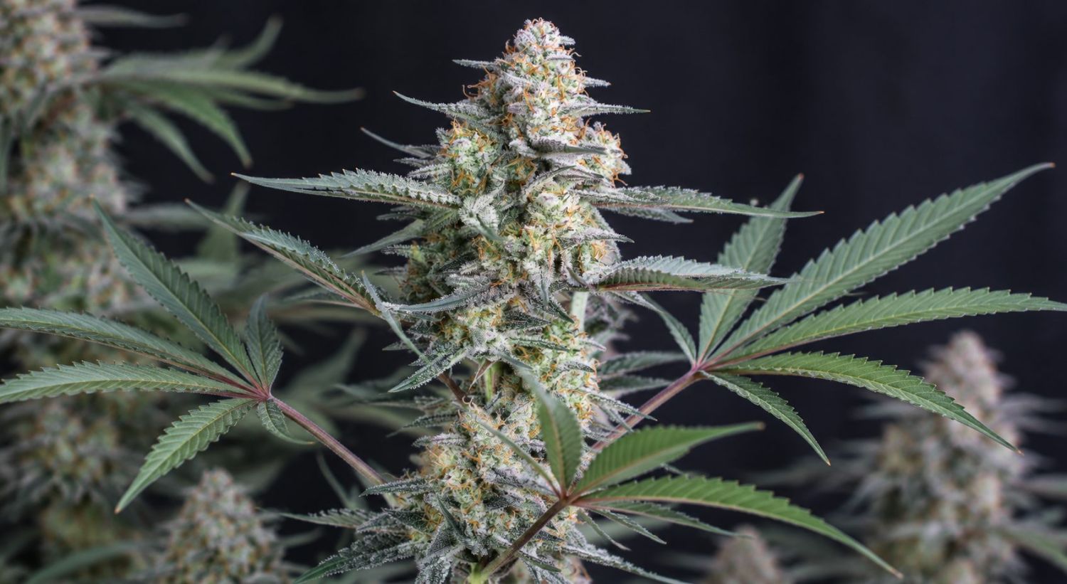 Growing Plants Outdoors: the right genetics