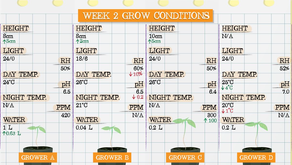 Gelato Auto Plants Seed Week-by-Week Guide: Grow conditions in week 2
