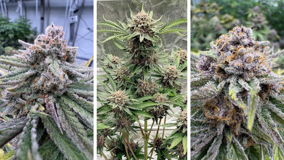 Cherry Cola Auto RF3 kannabisz rügyek közeli képe, kiemelve a gyantásságot és a kompakt szerkezetet.
