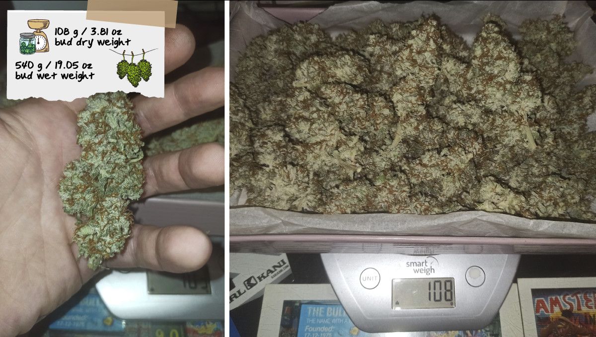 Big Bud Auto Plants Seed Week-by-Week Guide: A trimmed, dried, and cured plants bud in the palm of a grower's hand and a heap of buds on the scales