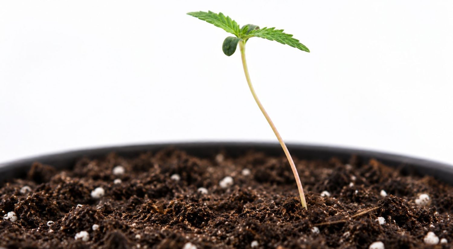 Stretchy Cannabis Seedling