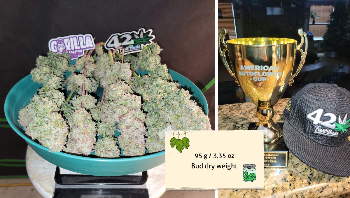Gorilla Punch Auto 大麻品种：产量 | 室内成熟植株及中紫色花苞特写