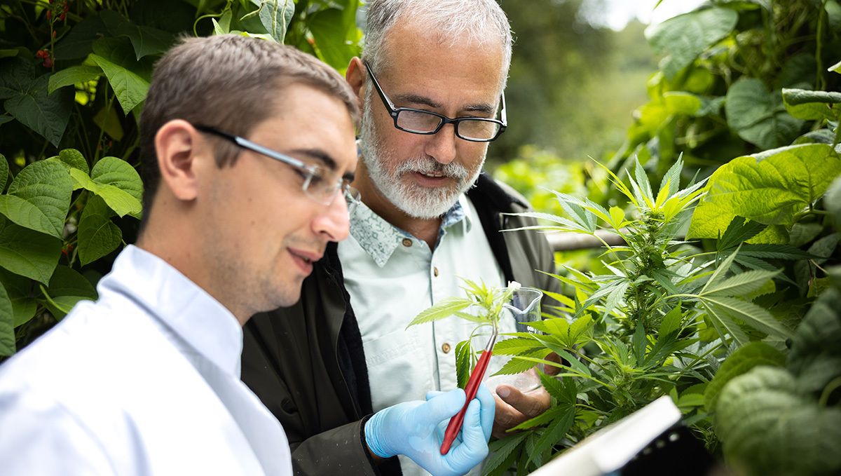 Weed in France: Cannabis Legal Status Guide: Industrial hemp production Weed in France: Cannabis Legal Status Guide: Industrial hemp production