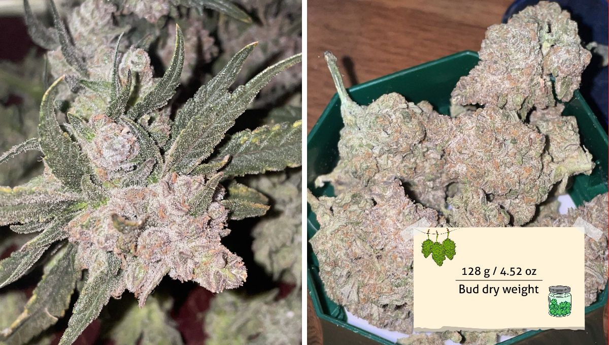 Gorilla Punch Auto 大麻品种：产量 | 主花棒采收前及一堆干花（浅紫色挂霜）特写