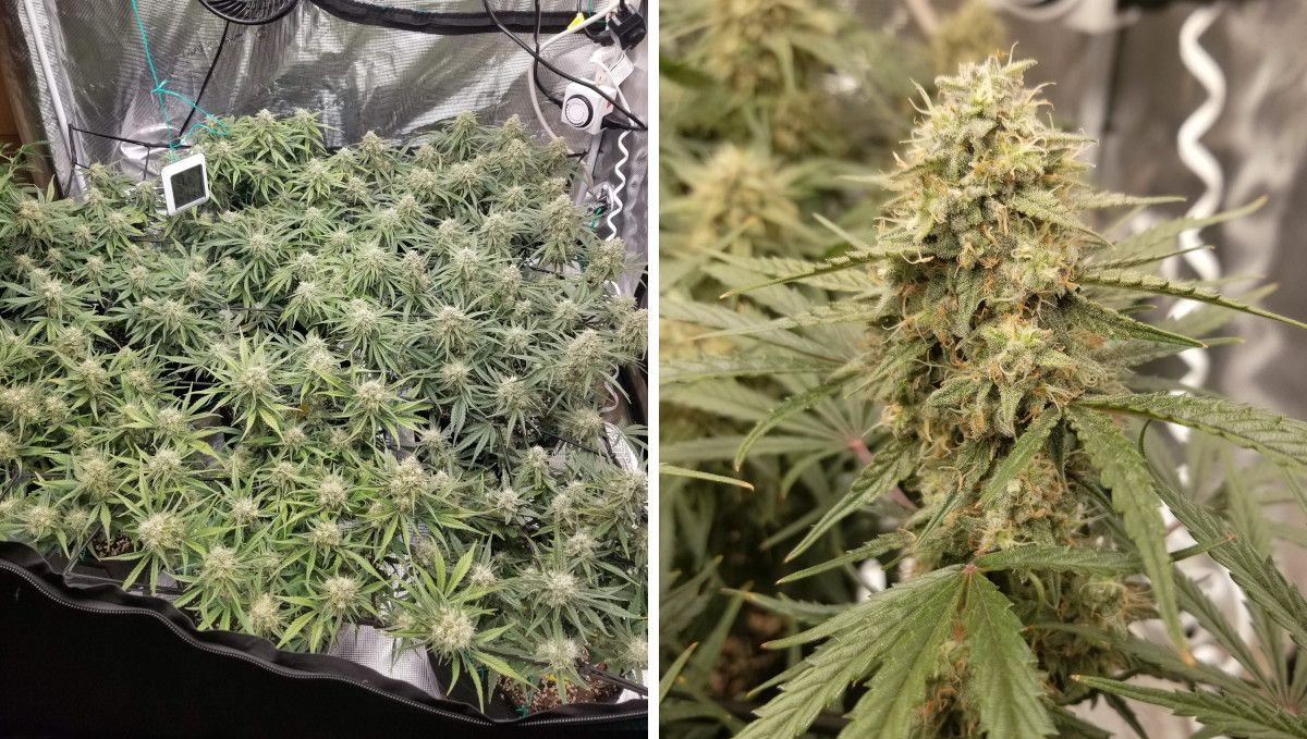 Skywalker OG Auto cannabis strain: mid flower (bulk phase) | weeks 8-9 | weed plants maturing in a medium-large SOG garden and a closeup of a cola