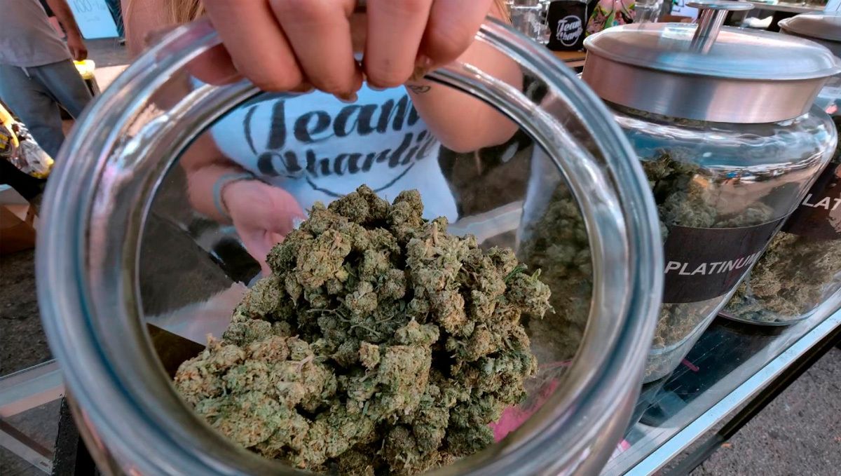 Sour diesel auto guide: curing