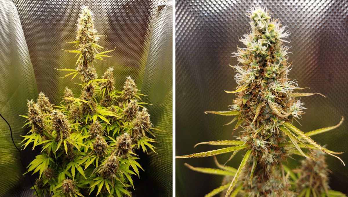 オートマザール大麻ストレイン：仕上げ・収穫 | 10週 | 葉が黄変し始めた成熟株とコーラのアップ
