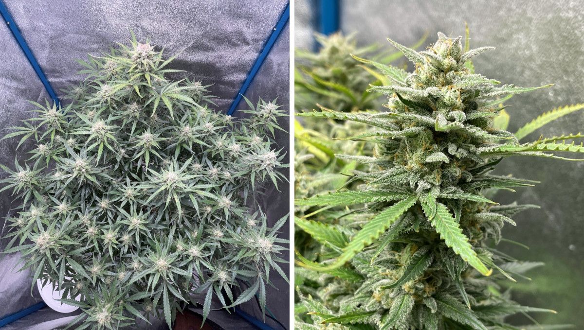Amnesia Z Auto cannabis strain: mid flower (bulk phase) | weeks 8-9 | a top view of a big autoflower with many flowering tops in a grow tent and a closeup of its frosty bud