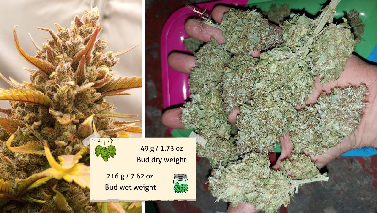 Banana Purple Punch Auto भांग स्ट्रेन: उपज | सुनहरी पुरानी कॉल और एक मुट्ठी सूखे बड्स