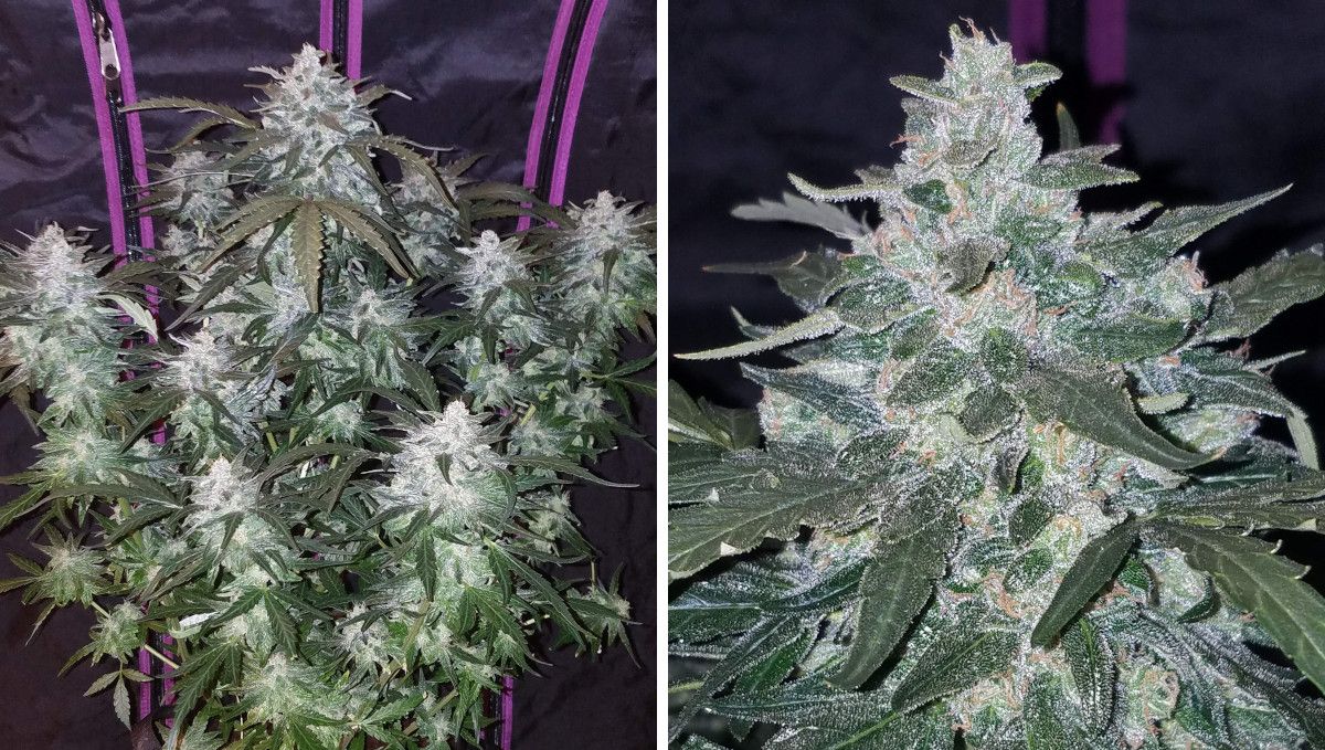 Pineapple Express Auto cannabis-variant: midtblomstring (bulk-fase) | uke 8-9 | nesten moden autoflower og én av dens colas