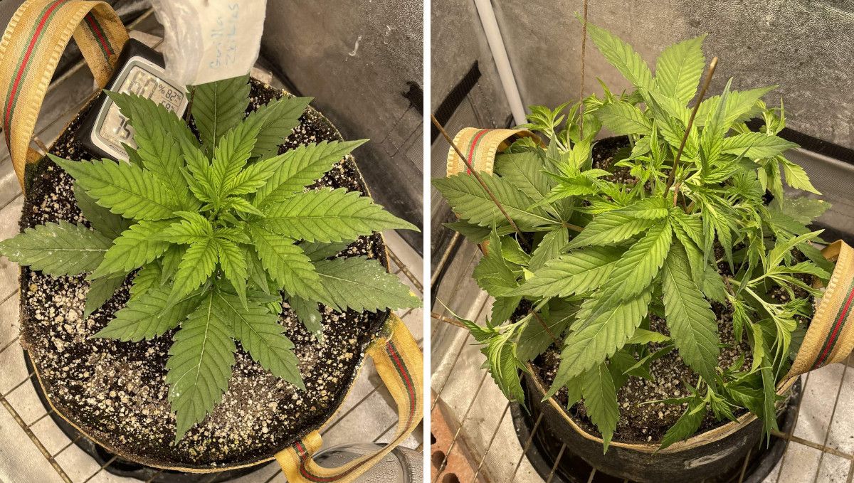 Gorilla Z Auto cannabis strain: mid veg | weeks 3-4 | a vegging plant with tied-down branches