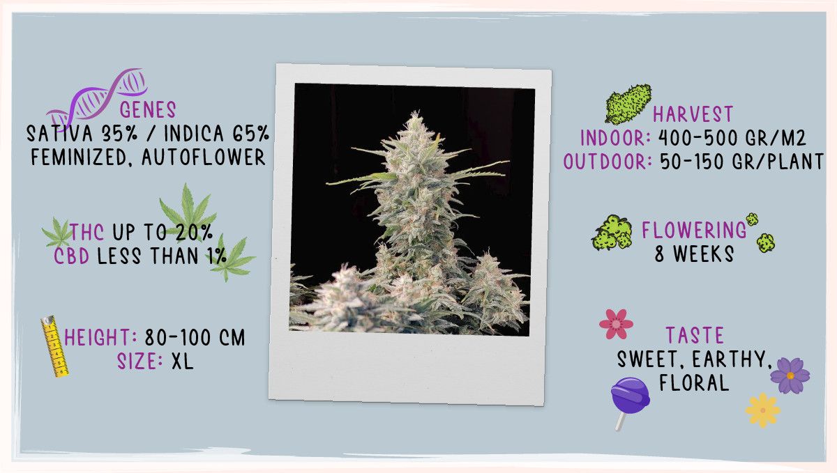 Skunk Auto Cannabis Strain Week-by-Week Guide: Datasheet