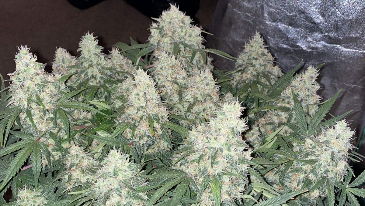 Skunk Auto Cannabis Strain Week-by-Week Guide: A multi-top weed plant with fat colas and most of the pistils still white