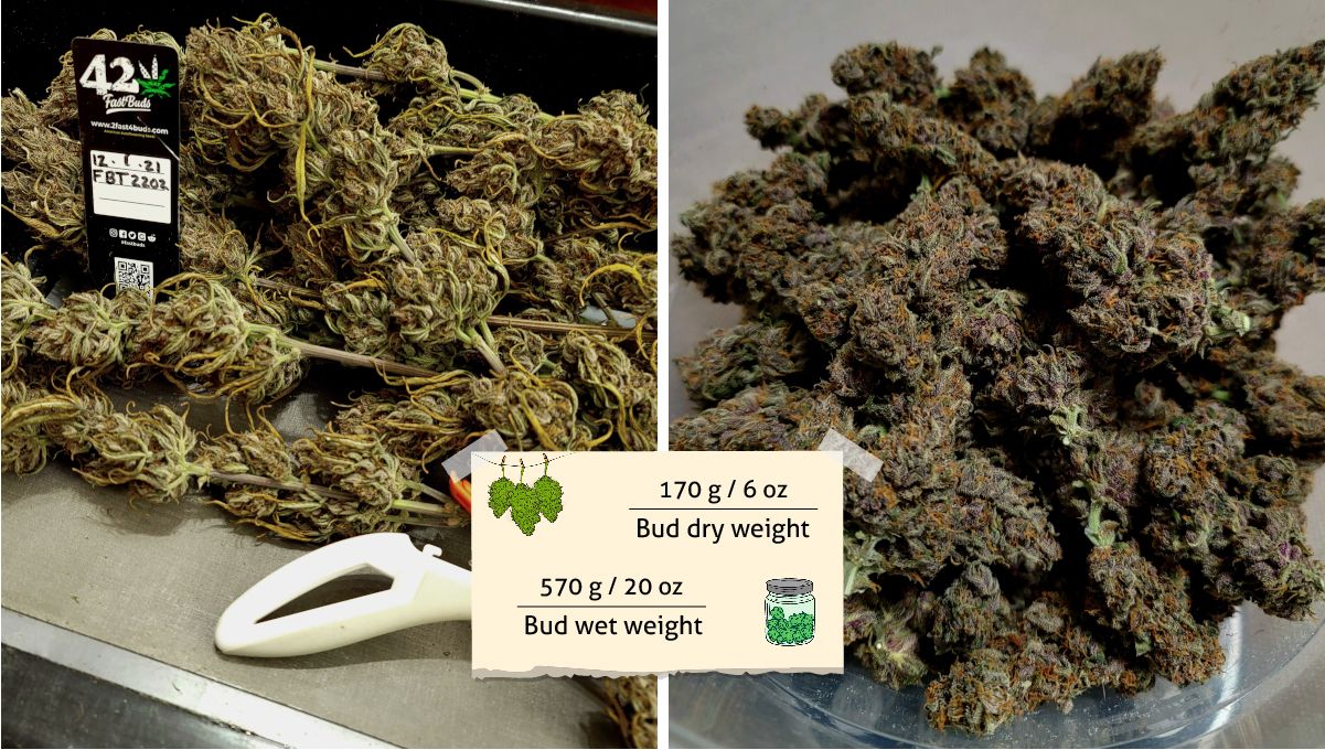 Banana Purple Punch Auto भांग स्ट्रेन: उपज | बहुत रेजिनस बैंगनी बड्स, अनट्रिम्ड और ट्रिम्ड