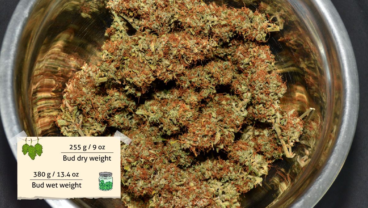Vancplgrows Harvest