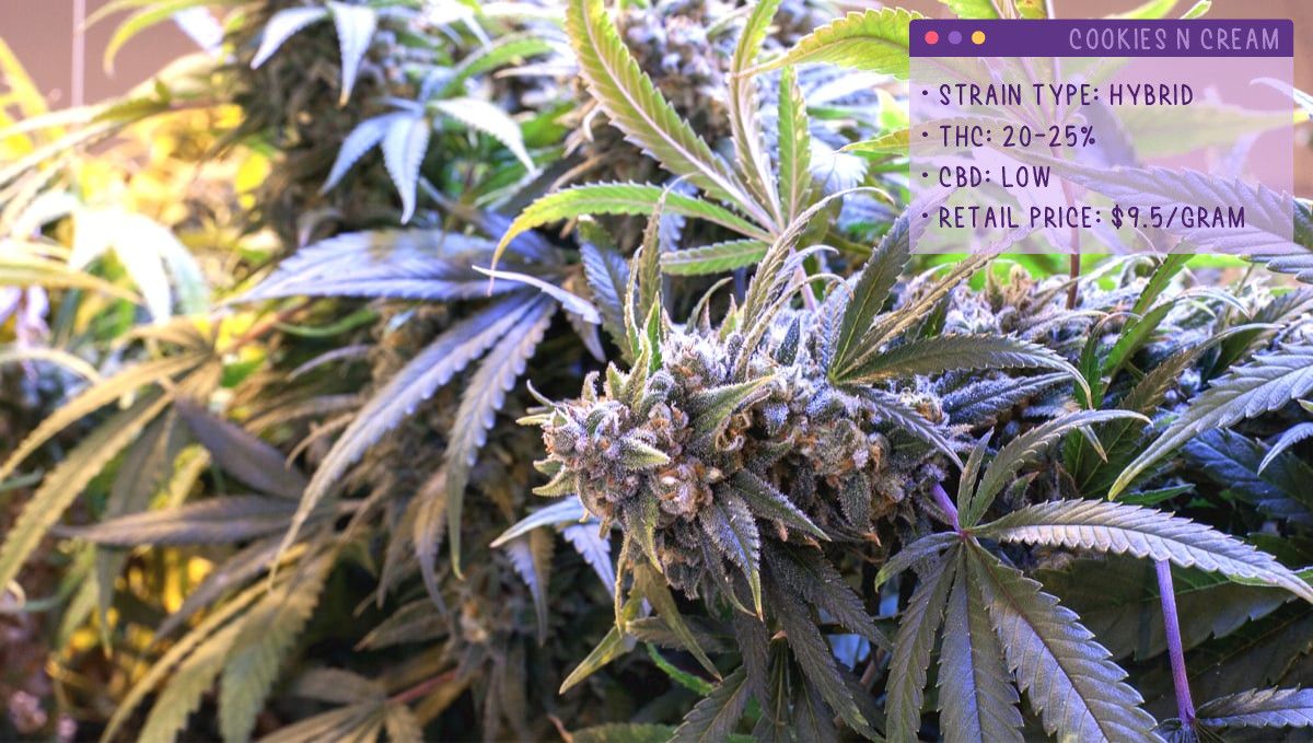 22 Beste Weed Sorten zum Probieren 2022: Cookies and Cream