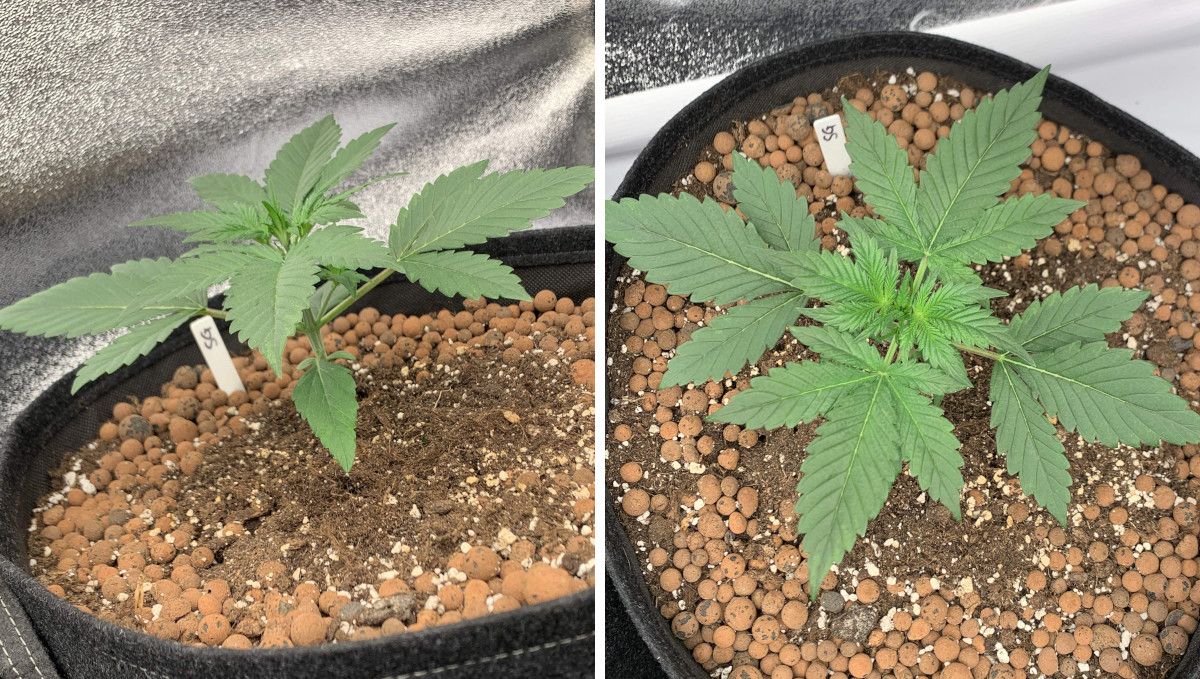 Strawberry Gorilla Auto Cannabissorte: Fr&uuml;hes Wachstum | Woche 2 | eine kr&auml;ftige und gesunde Indoor-Autoflower