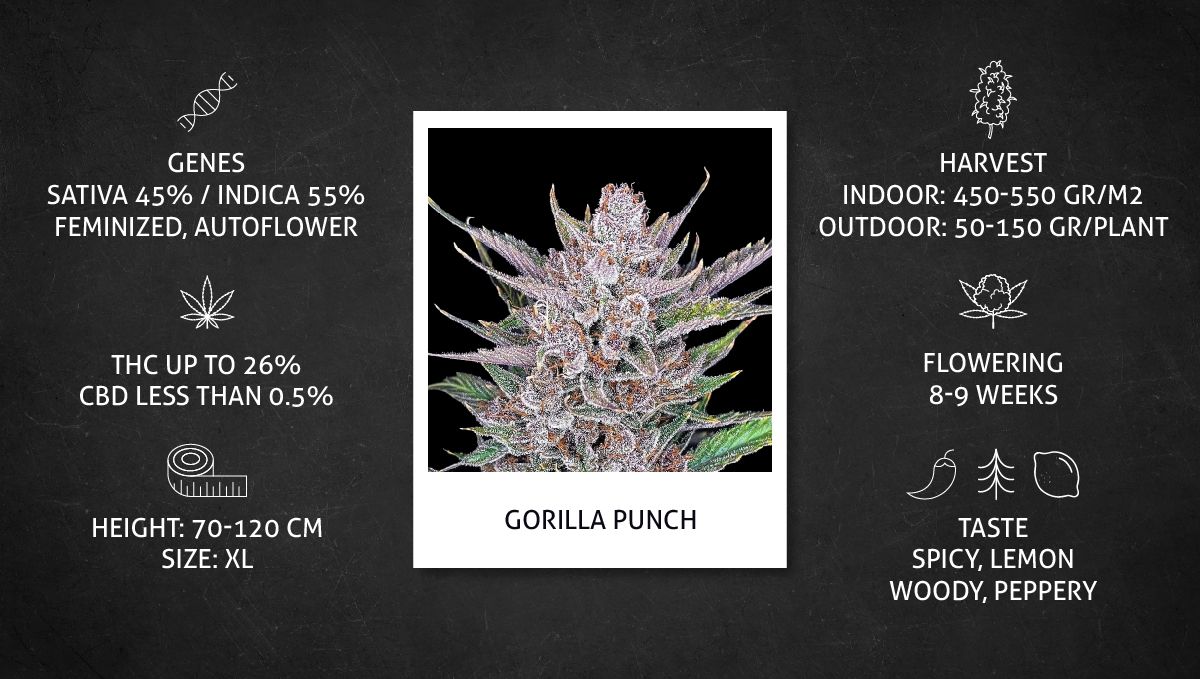 Gorilla Punch Auto 大麻品种：数据表