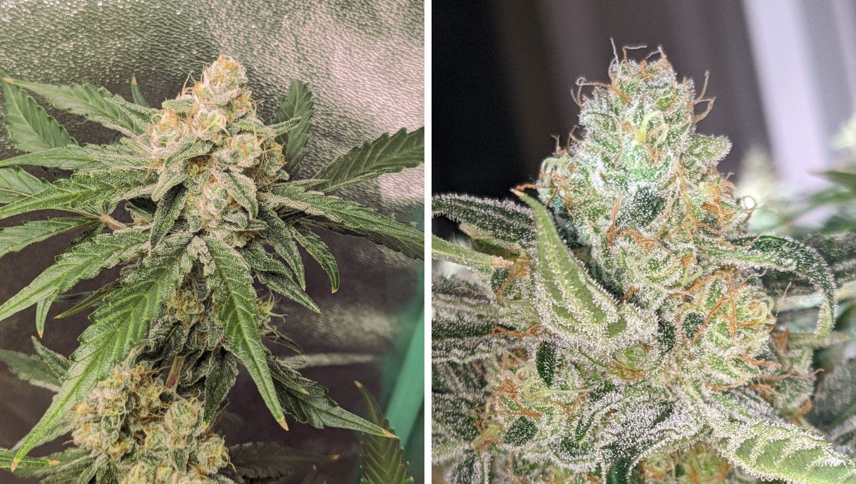 Cream Cookies Auto cannabis strain: mid flower (bulk phase) | weeks 8-9 | closeups of very tight and resinous weed buds nearing harvest