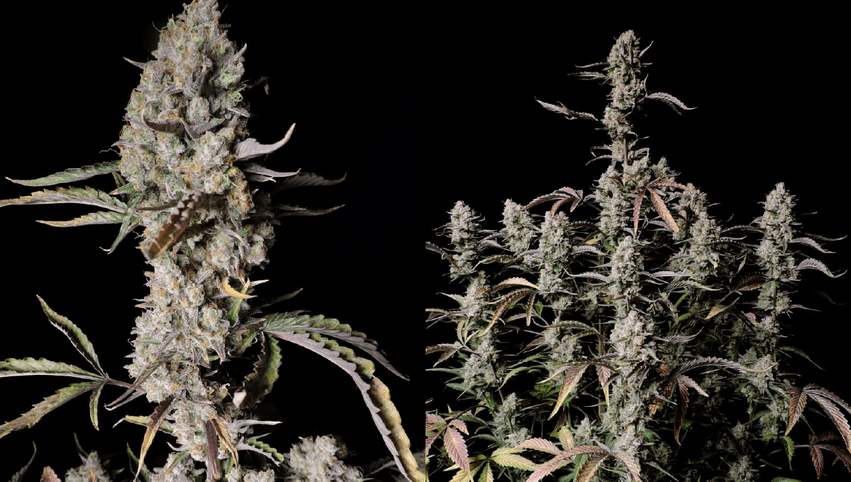 前五高THC自动开花品种：gorilla z auto