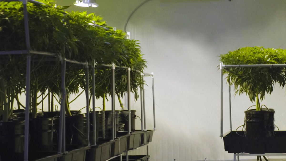 How to grow auto plants plants in hydroponics: Temperature and humidity control