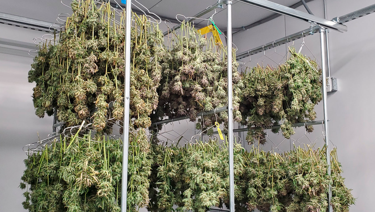 AK auto cannabis strain: drying