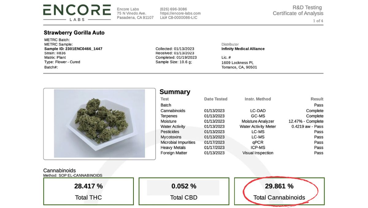 Strawberry Gorilla Auto's strength Levels Set a New World Record!
