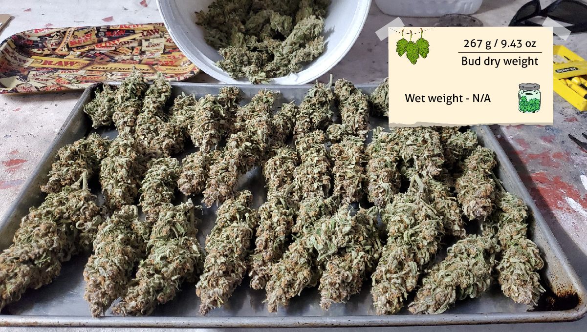 Gelato Auto Cannabis Strain Week-by-Week Guide: Grower A's outcome - A tray full of trimmed dry buds