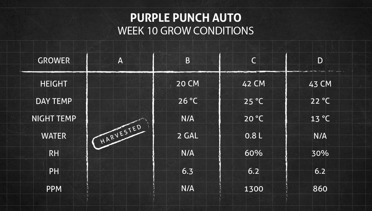 Purple Punch Auto Plants Seed Week-by-Week Guide: Week 10 grow conditions