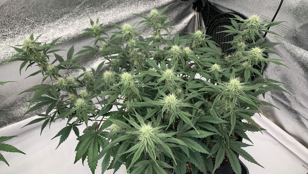 Strawberry Gorilla Auto Cannabissorte: Fr&uuml;he Bl&uuml;te | Wochen 6-7 | Innenraum-Marihuanapflanze von oben gesehen
