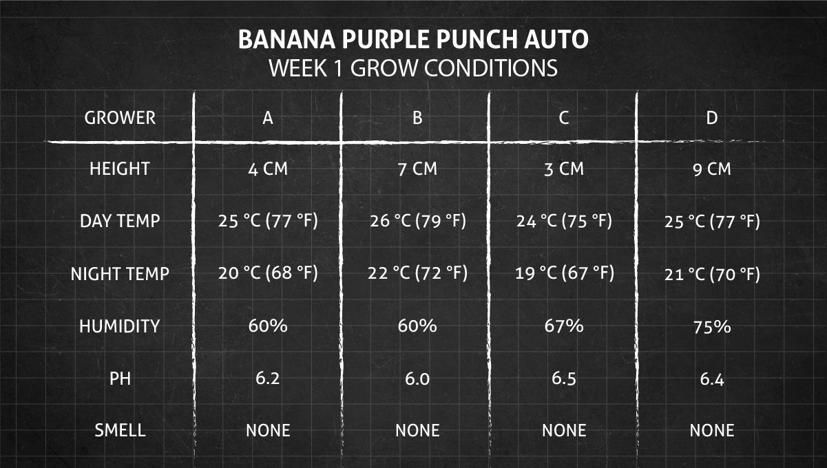Banana Purple Punch Auto भांग स्ट्रेन: सप्ताह 1 ग्रो कंडीशन्स