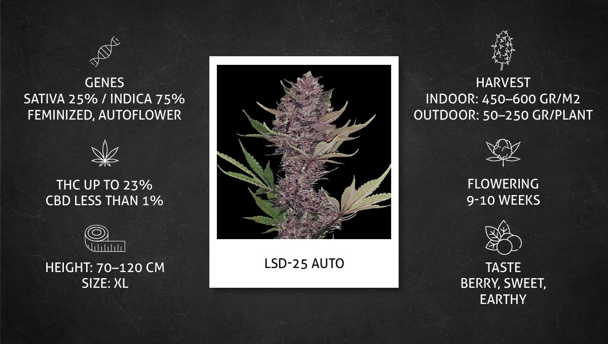 Blackberry Auto cannabis strain: specs sheet