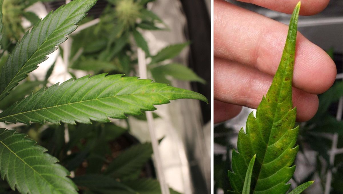 Forbidden Runtz Auto 대마 스트레인 주차별 가이드: 질소독·칼슘결핍으로 노란 반점·검은점 낀 잎 클로즈업