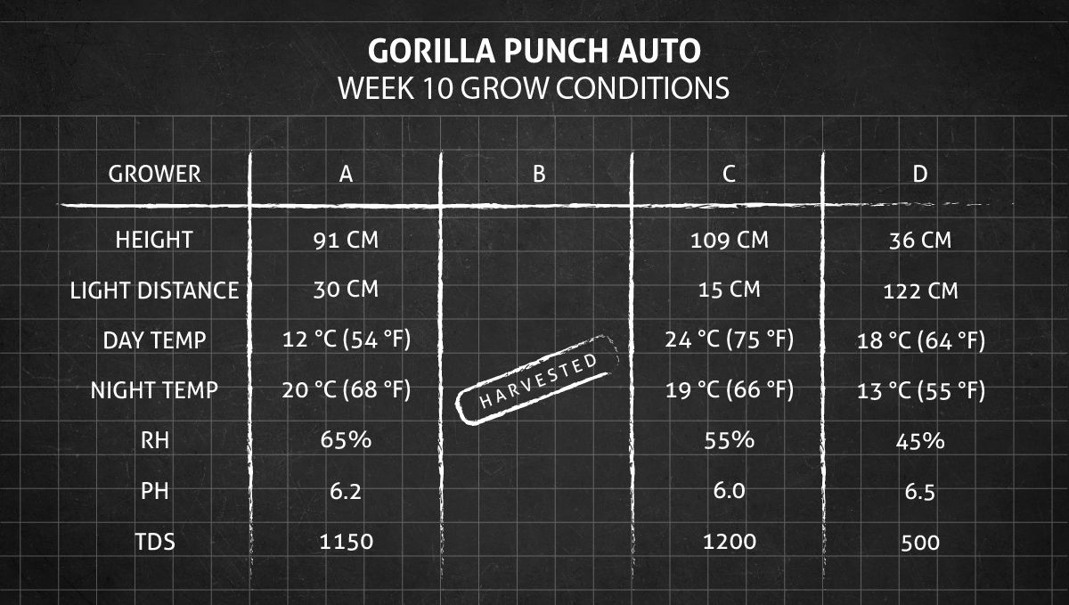 Gorilla Punch Auto 大麻品种：第10+周种植条件