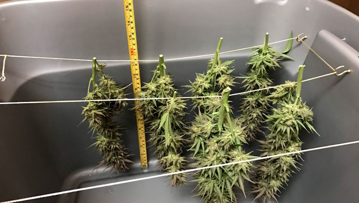 Cheese Auto Cannabis Strain Week-by-Week Guide: Drying buds