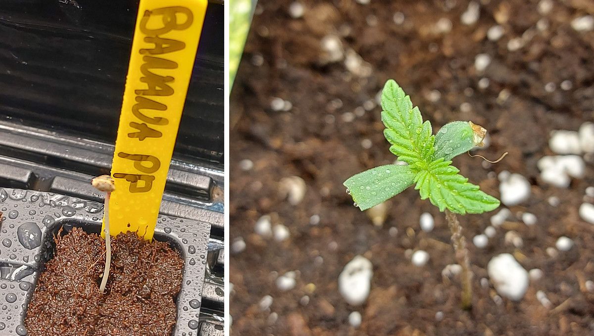 Banana Purple Punch Auto भांग स्ट्रेन: अंकुरण और सीडलिंग स्टेज | सप्ताह 1 | खोल लगे और बिना खोल के अंकुर की तुलना