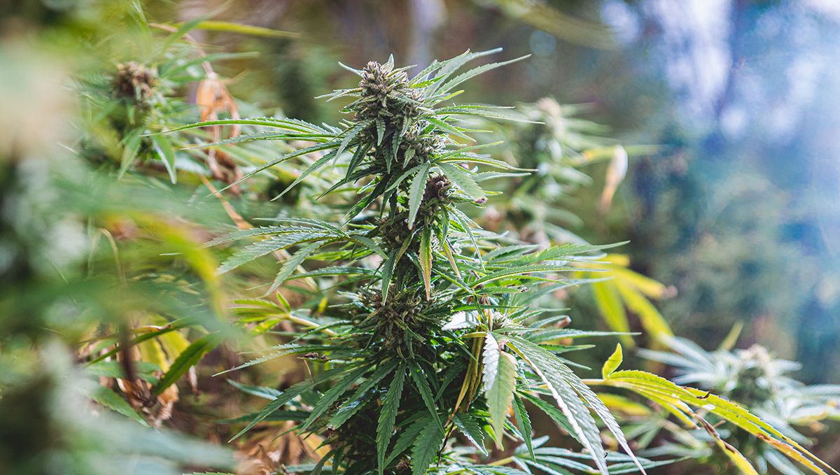 Plants in portugal: growing