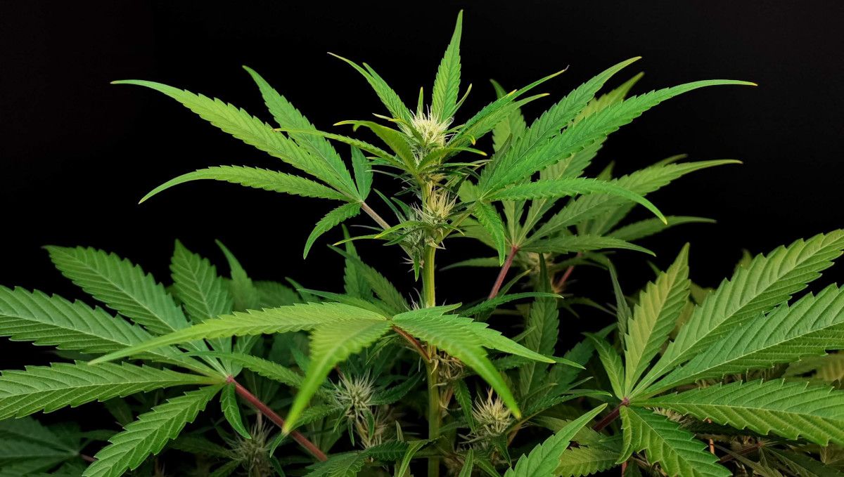 Tropicana Cookies Auto 대마 스트레인: 전환기(개화전) | 5주차 | 솜털 정상부의 실내 오토플라워