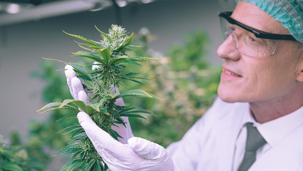 The history of autoflowering cannabis: what does the future hold for autoflowering genetics?