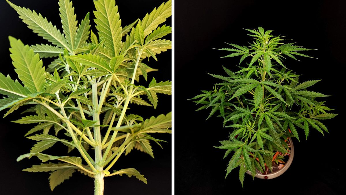 Six Shooter Auto cannabis strain: mid veg | weeks 3-4 | an extremely bushy autoflower