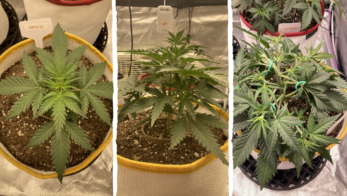 Trainwreck auto week-by-week: vegetative stage week 2