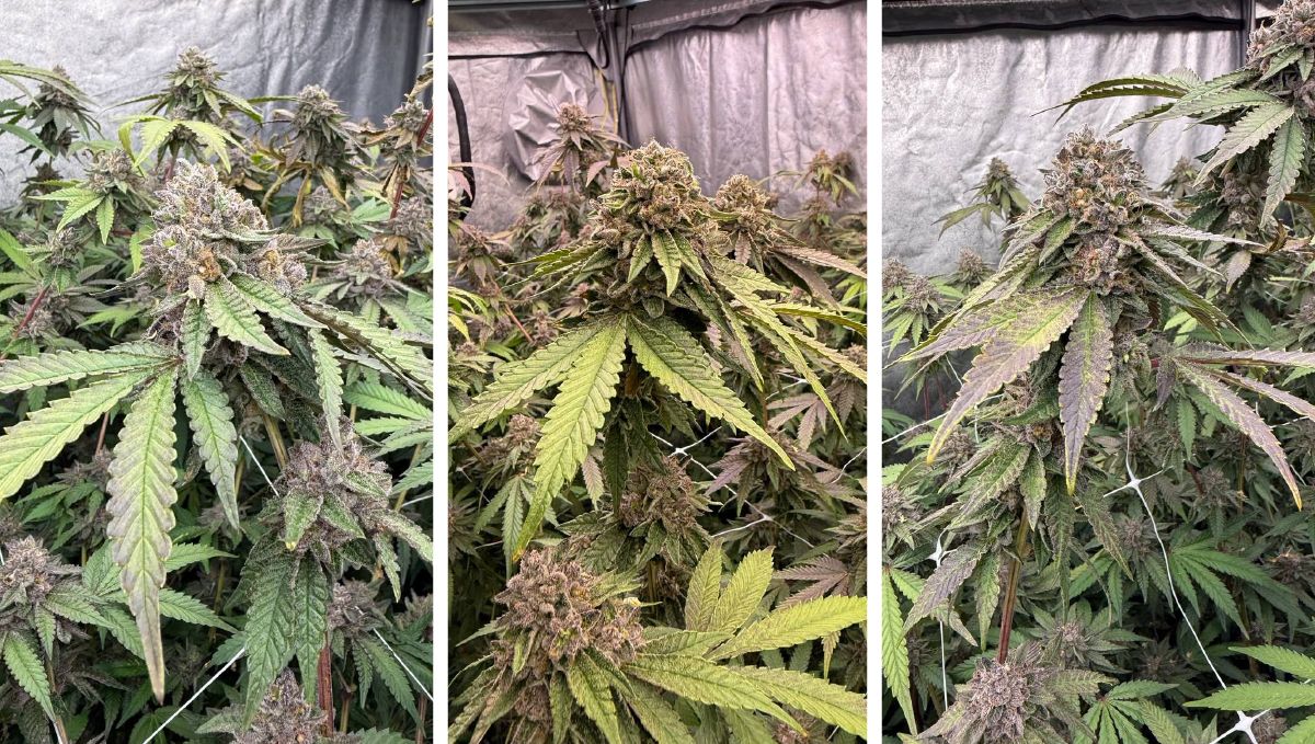 biscotti gelato fem