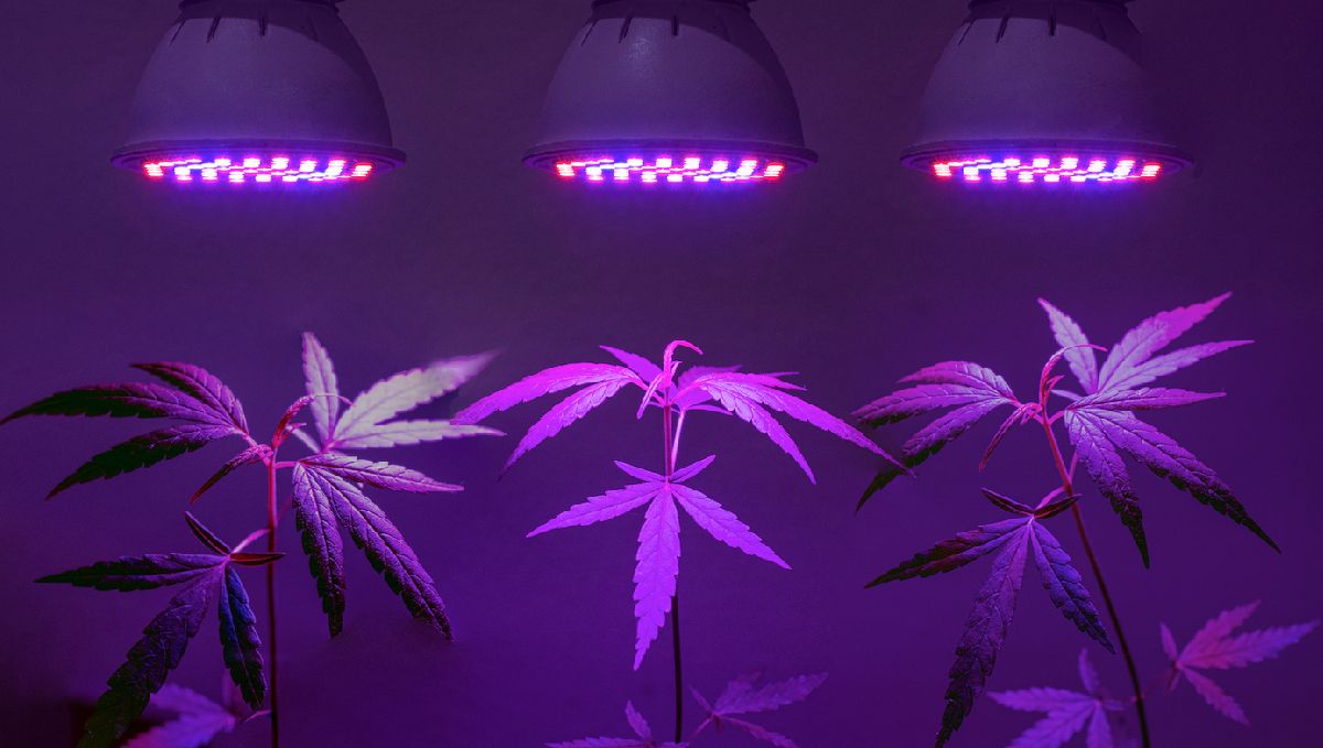 Indoor lights for cannabis grow: light positioning